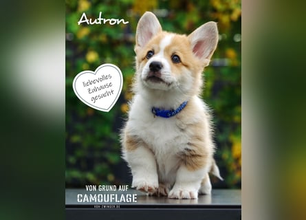 Kleines Herz auf kurzen Beinen - Corgi-Baby sucht ein Zuhause