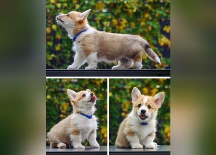 Kleines Herz auf kurzen Beinen - Corgi-Baby sucht ein Zuhause
