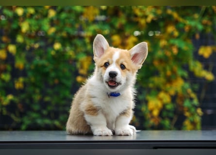 Kleines Herz auf kurzen Beinen - Corgi-Baby sucht ein Zuhause