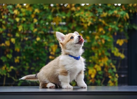 Kleines Herz auf kurzen Beinen - Corgi-Baby sucht ein Zuhause