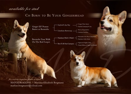Hochprämierter Welsh Corgi Pembroke Zuchtrüde