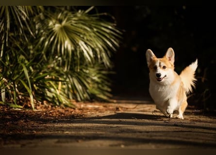 Hochprämierter Welsh Corgi Pembroke Zuchtrüde