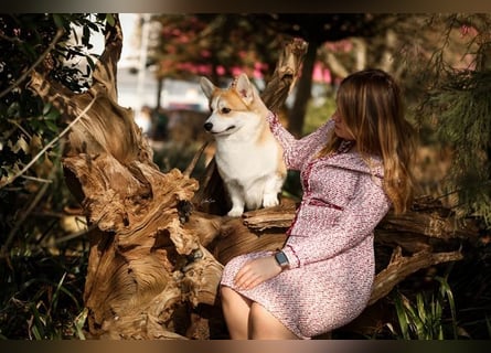 Hochprämierter Welsh Corgi Pembroke Zuchtrüde