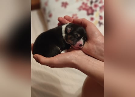 Welsh Corgi Pembroke Welpen rot und tricolour