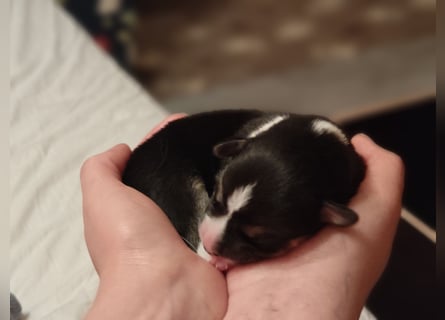 Welsh Corgi Pembroke Welpen rot und tricolour