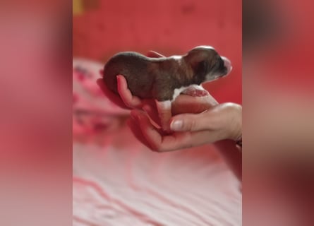 Welsh Corgi Pembroke Welpen rot und tricolour