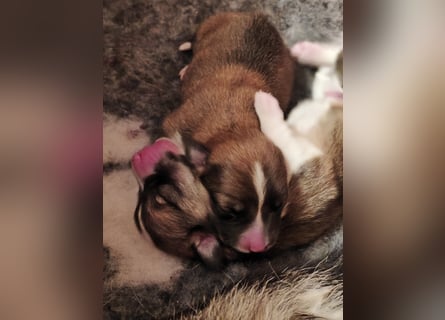 Welsh Corgi Pembroke Welpen rot und tricolour