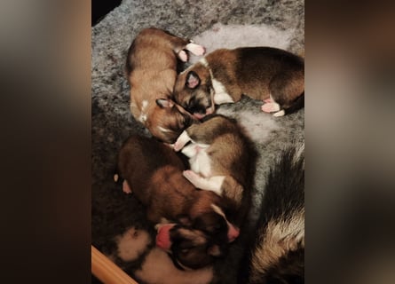 Welsh Corgi Pembroke Welpen rot und tricolour