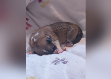 Welsh Corgi Pembroke Welpen rot und tricolour