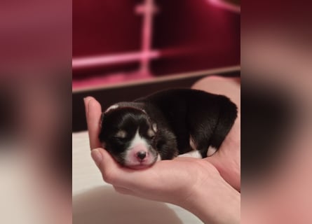 Welsh Corgi Pembroke Welpen rot und tricolour