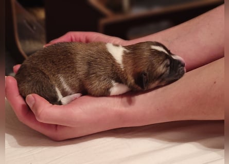Welsh Corgi Pembroke Welpen rot und tricolour