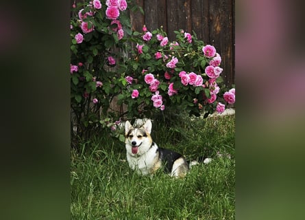 Wurfankündigung Welsh Corgi Pembroke