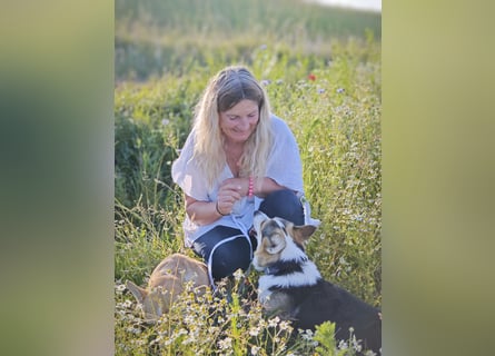 Wurfankündigung Welsh Corgi Pembroke