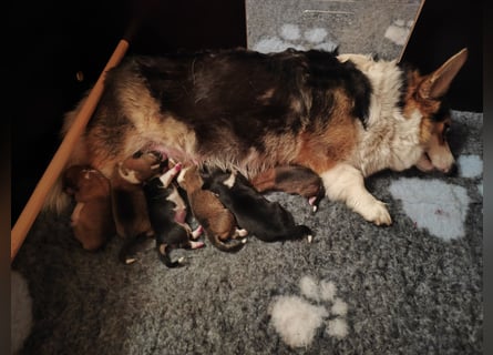 Welsh Corgi Pembroke Welpen rot und tricolour