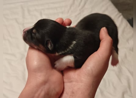 Welsh Corgi Pembroke Welpen rot und tricolour