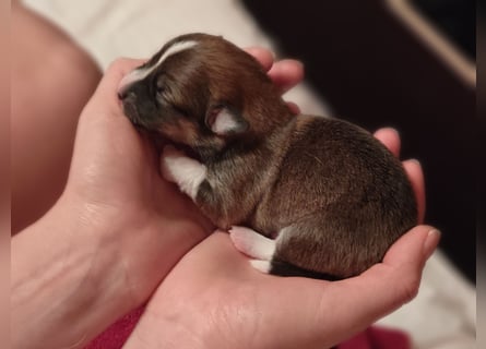 Welsh Corgi Pembroke Welpen rot und tricolour