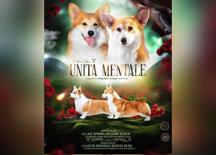 Erstklassiger WELSH CORGI PEMBROKE Rüde (9 Monate) mit FCI Papieren sucht einen Traumplatz