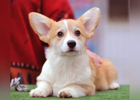 WELSH CORGI PEMBROKE Jung-Rüde mit FCI Papieren sucht einen Traumplatz