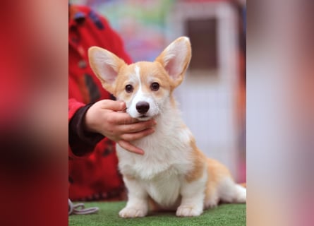 WELSH CORGI PEMBROKE Jung-Rüde mit FCI Papieren sucht einen Traumplatz