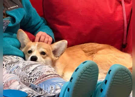 WELSH CORGI PEMBROKE Jung-Rüde mit FCI Papieren sucht einen Traumplatz