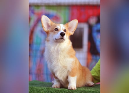 Erstklassiger WELSH CORGI PEMBROKE Rüde (9 Monate) mit FCI Papieren sucht einen Traumplatz