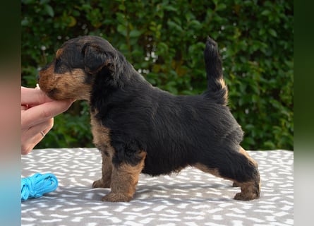 Welsh Terrier (Welpen FCI)
