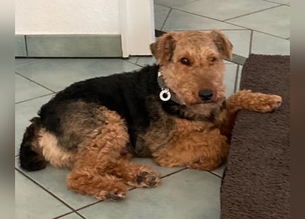 Notfallvermittlung Welsh Terrier