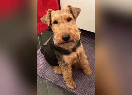 Notfallvermittlung Welsh Terrier