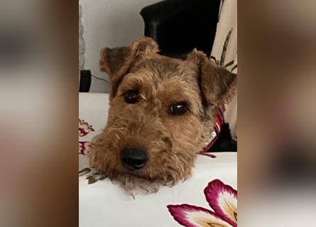 Notfallvermittlung Welsh Terrier