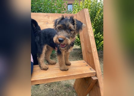 Welsh Terrier Welpen
