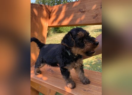 Welsh Terrier Welpen