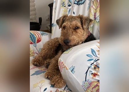 Notfallvermittlung Welsh Terrier