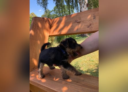 Welsh Terrier Welpen
