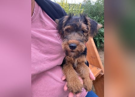 Welsh Terrier Welpen