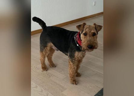 Notfallvermittlung Welsh Terrier
