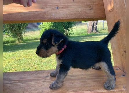 Welsh Terrier Welpen