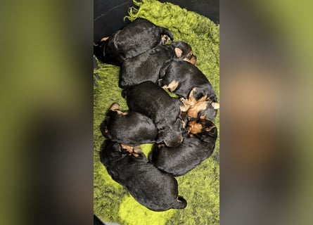 Welsh Terrier (Welpen FCI)