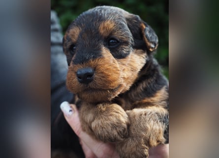 Welsh Terrier (Welpen FCI)