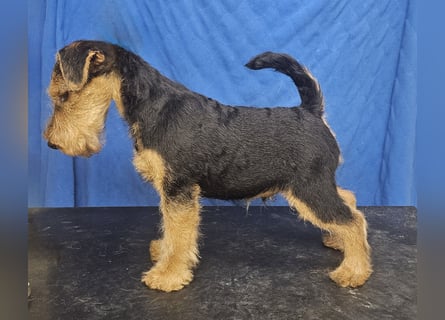 Welsh Terrier (Welpen FCI)