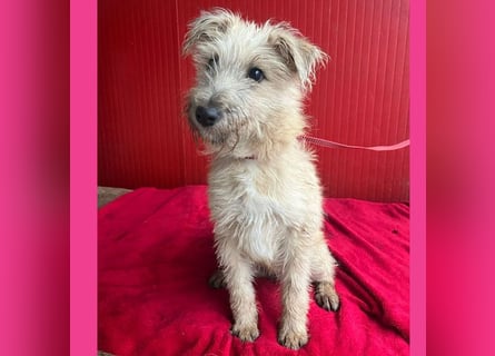 süße kleine MADDIE - 8 Monate, 35cm/6kg - Mischling