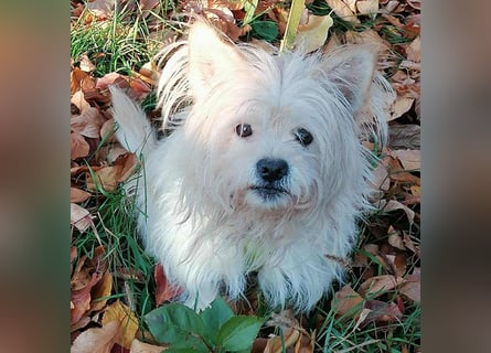 ❤️kleiner Tanzbär FLOH - 11 Jahre, 30cm - White West Highland Terrier-Mix