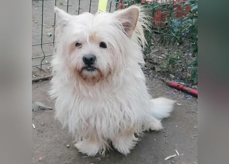 ❤️kleiner Tanzbär FLOH - 11 Jahre, 30cm - White West Highland Terrier-Mix