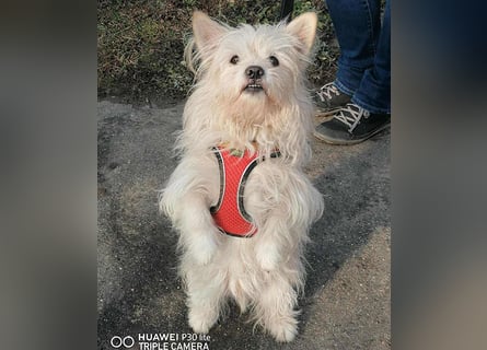 ❤️kleiner Tanzbär FLOH - 11 Jahre, 30cm - White West Highland Terrier-Mix