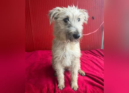 süße kleine MADDIE - 8 Monate, 35cm/6kg - Mischling