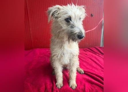 süße kleine MADDIE - 8 Monate, 35cm/6kg - Mischling