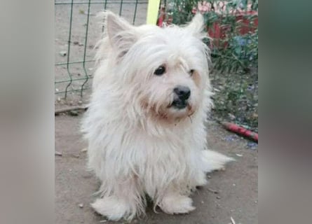 ❤️kleiner Tanzbär FLOH - 11 Jahre, 30cm - White West Highland Terrier-Mix