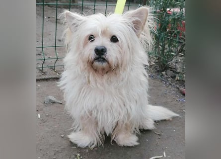 ❤️kleiner Tanzbär FLOH - 11 Jahre, 30cm - White West Highland Terrier-Mix