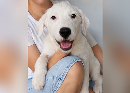 Snowy: großes Herz auf kleinen Beinchen