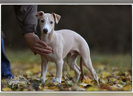 Whippet Welpen 