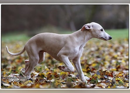 Whippet Welpen 